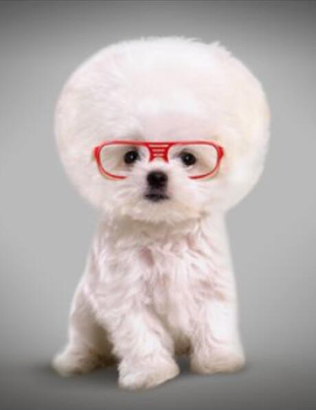 PS创意合成教程：打造戴眼镜时尚汪星人，戴眼镜可爱的小狗狗。