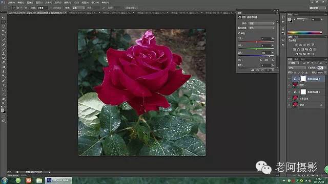 PS工具运用技巧教程：学习给颜色溢出严重的红色月季花校正色彩。